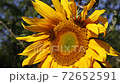 Sunflower closeup 72652591