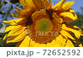 Sunflower closeup 72652592
