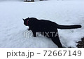 Black cat walking in the snow 72667149