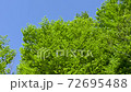 Young leaves of beech in the mountains on a clear day 72695488
