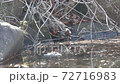 五十香都聚集了 72716983