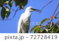 White wild bird on the tree 72728419