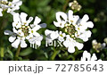 Evergreen Candytuft (Iberis sempervirens), blossoms of springtime Evergreen Candytuft (Iberis sempervirens), blossoms of springtime 72785643