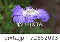 Scabious (Scabiosa), close up of the flower head Scabious (Scabiosa), close up of the flower head 72852033