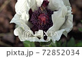 European honey bee (Apis mellifera) European honey bee (Apis mellifera) 72852034