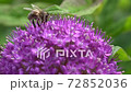 European honey bee (Apis mellifera) European honey bee (Apis mellifera) 72852036