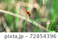 Hachijotombo 72854396