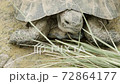 Front view of a turtle chewing grass 72864177