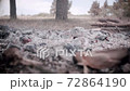 Extinct fire, white ashes, Pine forest 72864190