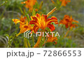 Orange flowers 72866553