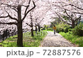 Spring scenery, cherry blossom trees in full bloom 72887576