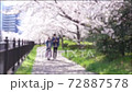 Spring scenery, couple walking along the cherry blossom trees in full bloom, image background 72887578