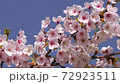 Cherry blossoms in the park on a clear spring day 72923511
