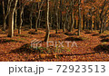 Carpet of fallen leaves 72923513
