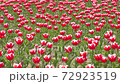 Red and white tulips in full bloom 72923519