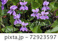 Violets that bloom pretty in the spring field 72923597