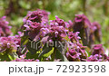 Macro shooting of the deadnettle 72923598