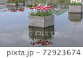 Red and white tulips in the flowerbed in the pond 72923674