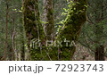 Fresh green mountain trees 72923743