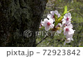 An old cherry tree that heralds spring in the park 72923842