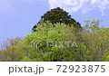 Fresh green trees swaying in the breeze 72923875