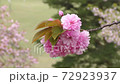 Pink double cherry blossoms bloom 72923937