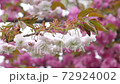 Light pink twin cherry trees 72924002