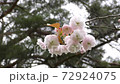 Light pink twin cherry trees 72924075