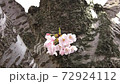 Cherry blossoms blooming on the trunk of a big tree 72924112