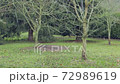 Snowing in a green field with trees in the background 72989619