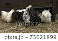 Hens on hay of rural local farm 73021899