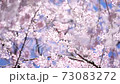 青空の下揺れる満開の桜の花 73083272