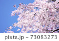 快晴の空の下で春風に揺れる満開の桜 73083273