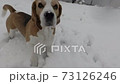 POV playing with funny active beagle in snow 73126246