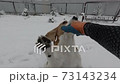 POV playing with funny active beagle in snow 73143234