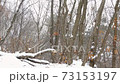 Snow accumulating on fallen trees on a snowy day 73153197