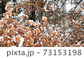 Snow accumulating on fallen trees on a snowy day 73153198