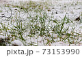 Snowy land and snowy winter lawn 73153990
