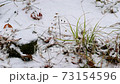 Snowy ground and snowy winter grass 73154596