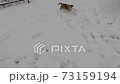 POV playing with funny active beagle in snow 73159194