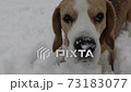 POV playing with funny active beagle in snow 73183077