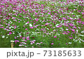 Cosmos fields That are blooming beautifully in Thailand 73185633