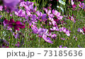 Cosmos fields That are blooming beautifully in Thailand 73185636
