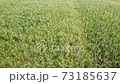 field sunhemp ( Po Thung )High angle That are blooming beautifully in Thailand 73185637