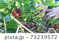 Picking strawberries in strawberry fields close up 73239572