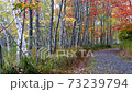 Beautiful foliage colors in autumn forest 73239794