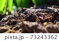 Ants moving on the ground. 73243362