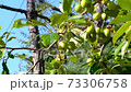 Flowering apple tree with green fruits in summer 73306758
