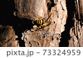 A bee going through the bark 73324959