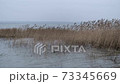 Dry yellow reeds swing from the wind on the lake in cloudy weather 73345669